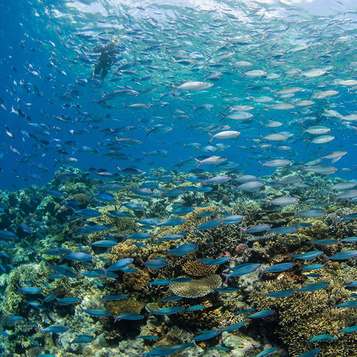Pure Snorkelling Cairns - Snorkelling on the reef
