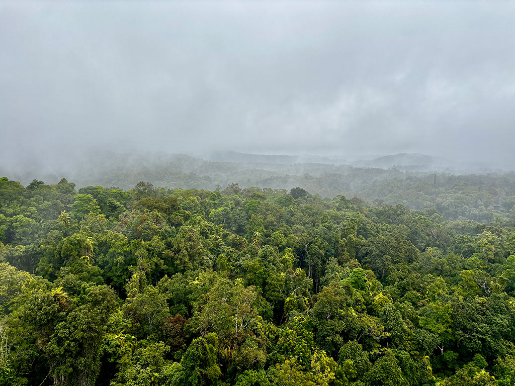 Rainforest Views from Skyrail
