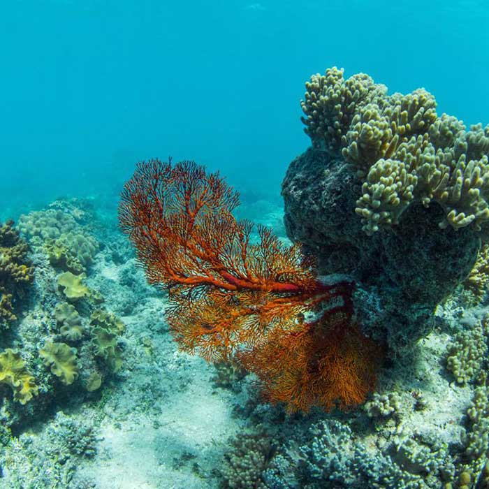 Reef Daytripper Tour - Cert