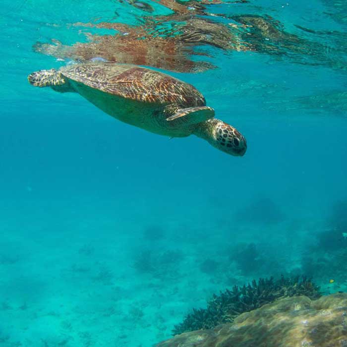Reef Daytripper Tour - Turtle