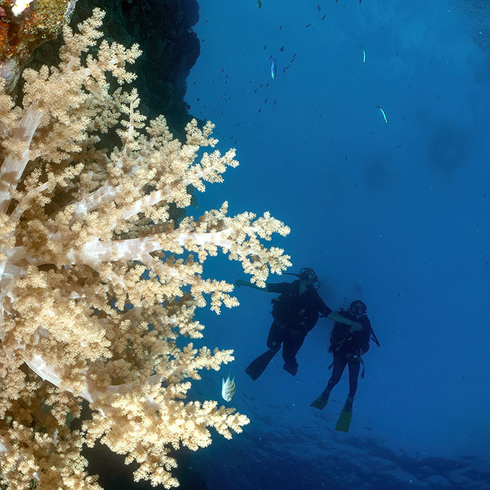 Reef Encounter Review - Soft Coral