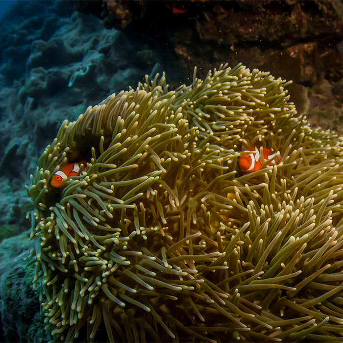 Reef Experience Tour - Clown Fish
