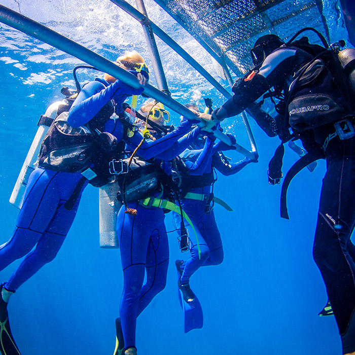 Reef Experience Tour - Intro Dives