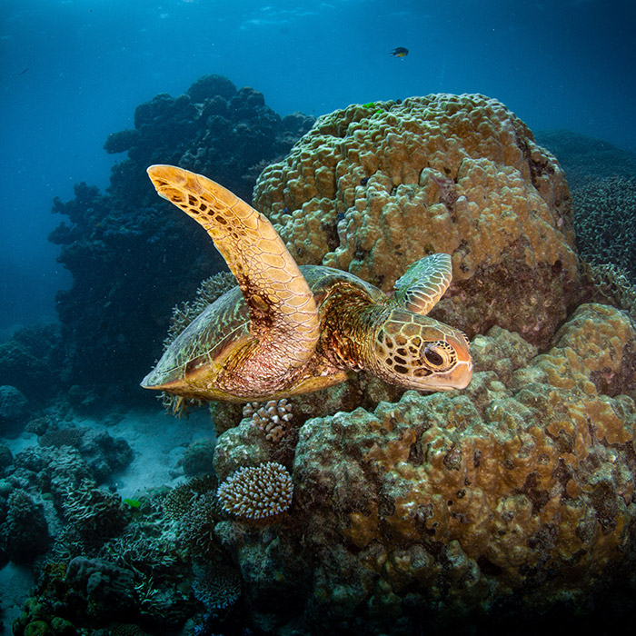 Reef Experience Tour - Turtle