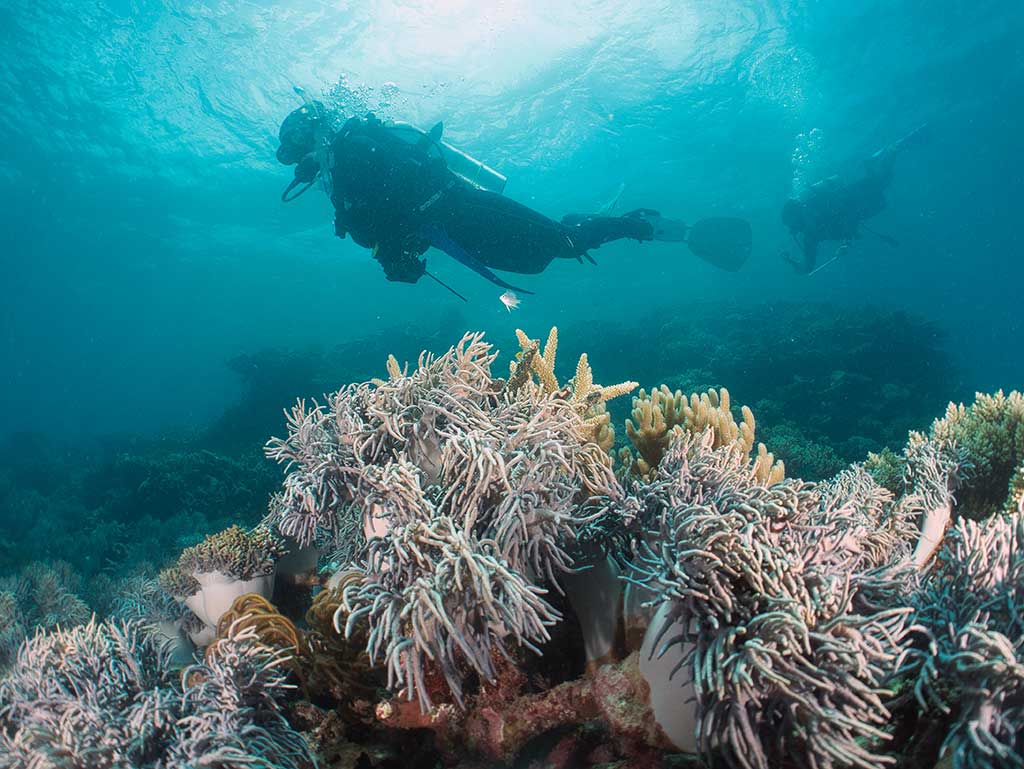 Scuba Diving Pontoon Cairns