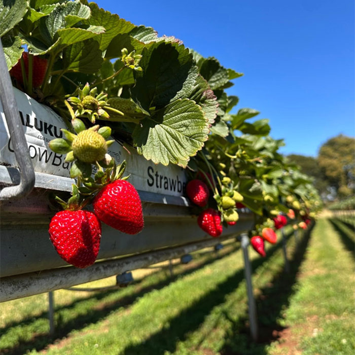 Shaylee Strawberry Farm
