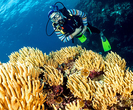 Scuba Diving - Silversonic - Quicksilver