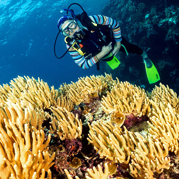 Silversonic Tour - Diving