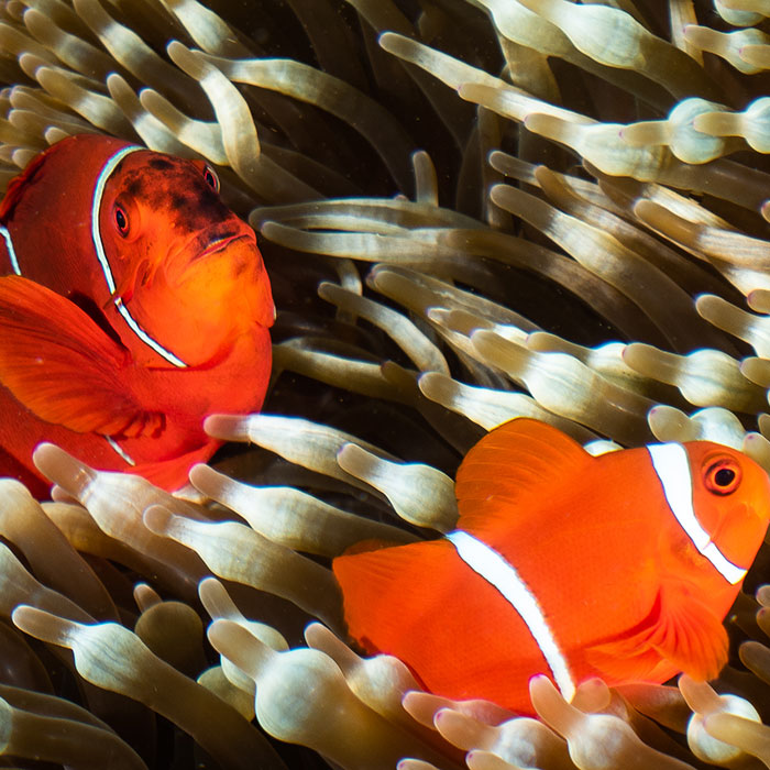 Silversonic Tour - Nemo