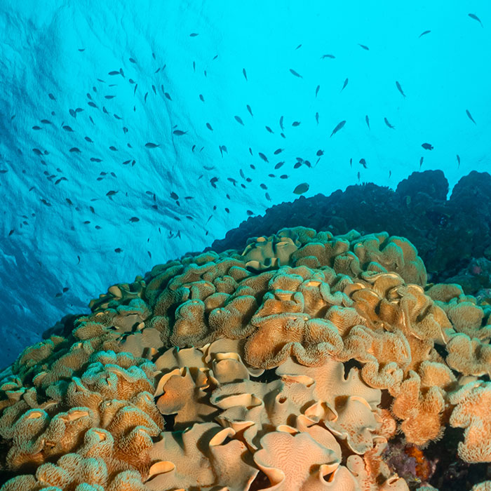 Silversonic Tour - Reef Wall