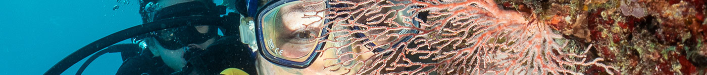 Silversonic Tour - Sea Fans