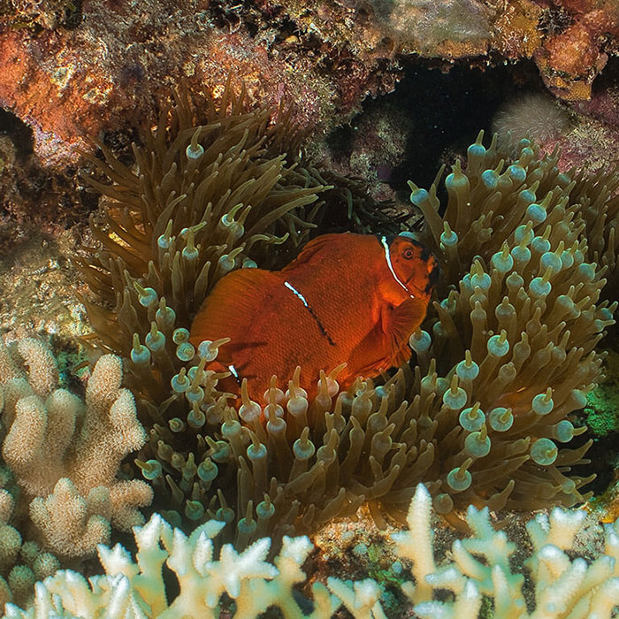 Silverswift Tour - Anenome Fish