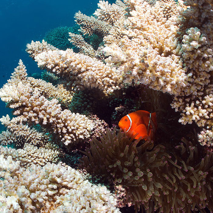 Silverswift Tour - Clown Fish