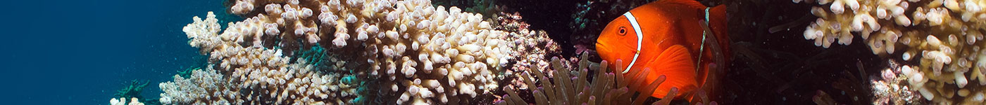 Silverswift Tour - Coral