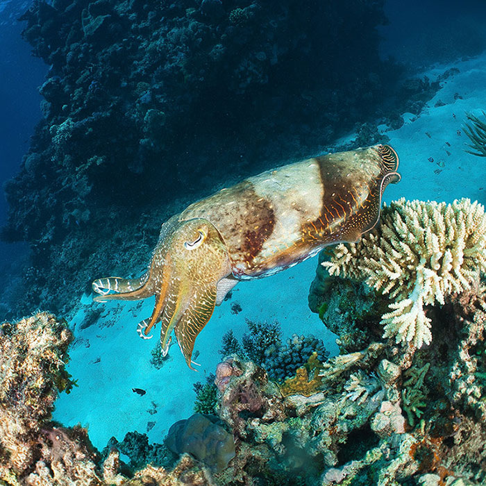 Silverswift Tour - Cuttlefish
