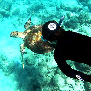 Snorkel Turtle Cairns