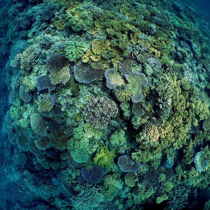 Sunlover Cruises Tour - Healthy Reef