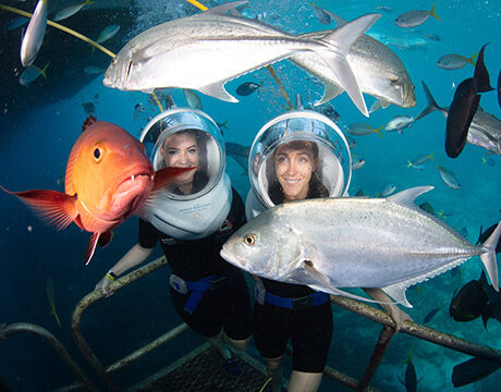 Seawalker Helmet Dive (No Experience Necessary) - Sunlover Reef Cruises