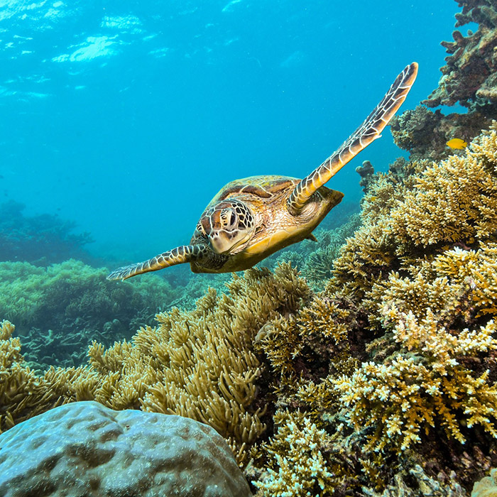 Sunlover Cruises Tour - Turtle