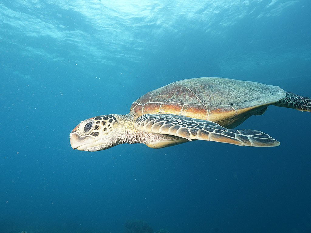 Sunlover Introductory Diving - Turtles