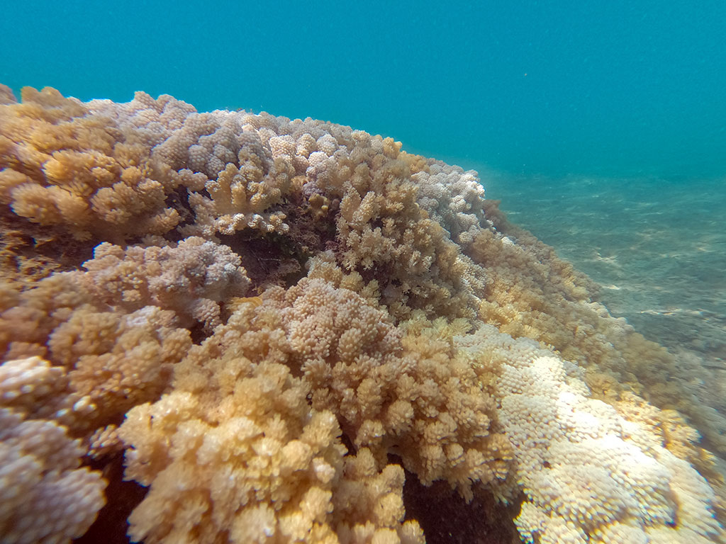 Sunlover  Reef & Fitzroy - Reef Island