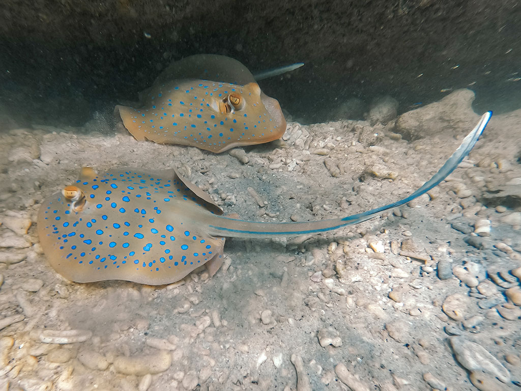 Sunlover  Reef & Fitzroy - Stingray