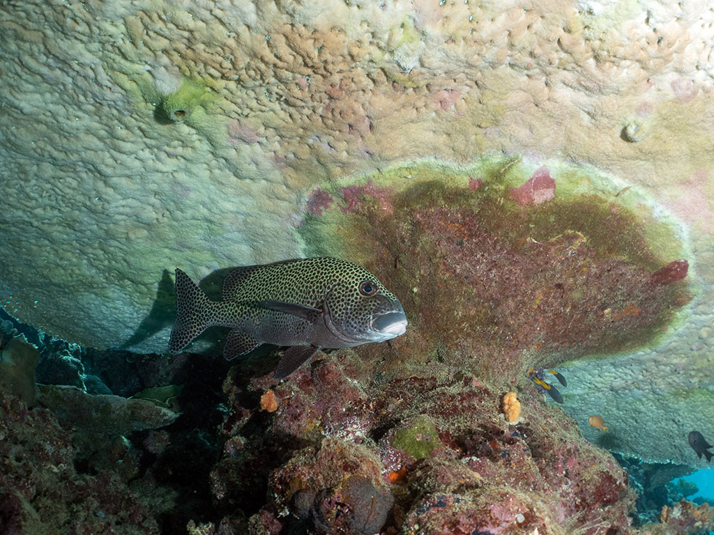 Sweetlip Port Douglas