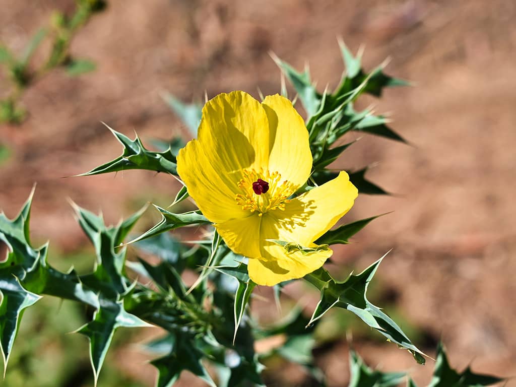 Talaroo Hot Springs - Flower