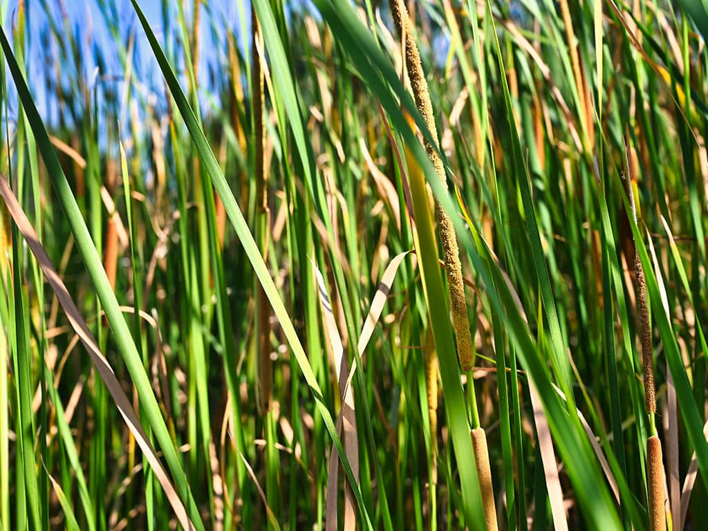 Talaroo Hot Springs - Grass