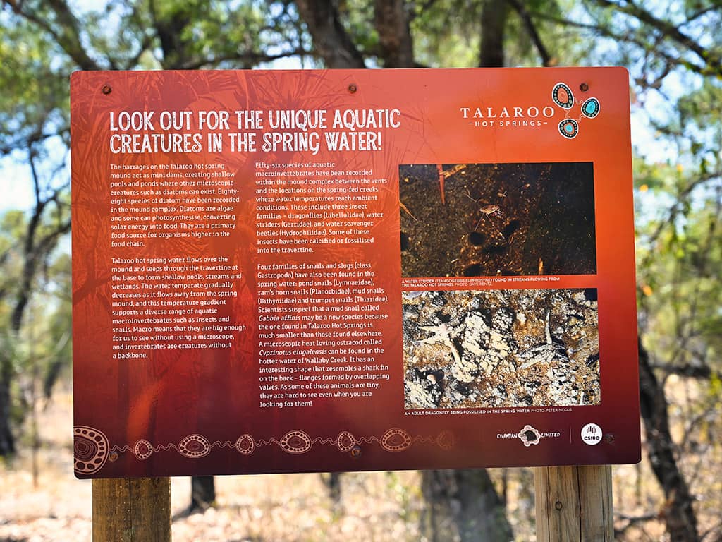 talaroo-hot-springs-information
