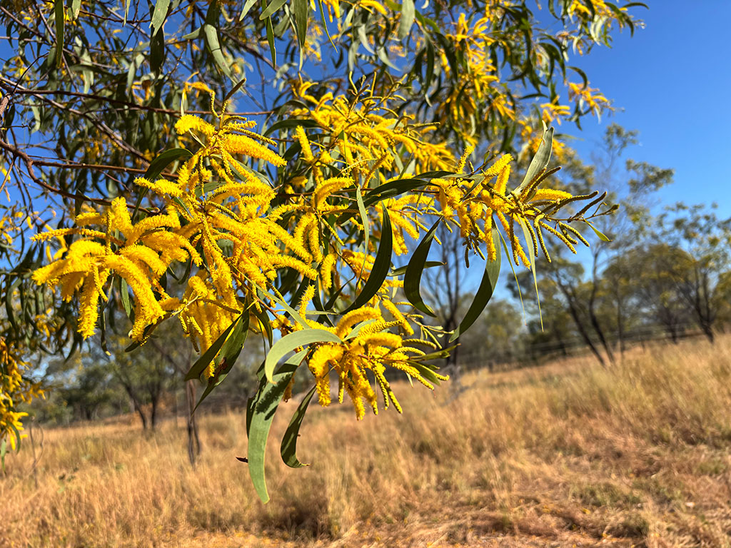 Undara Lava Tubes - Flowers