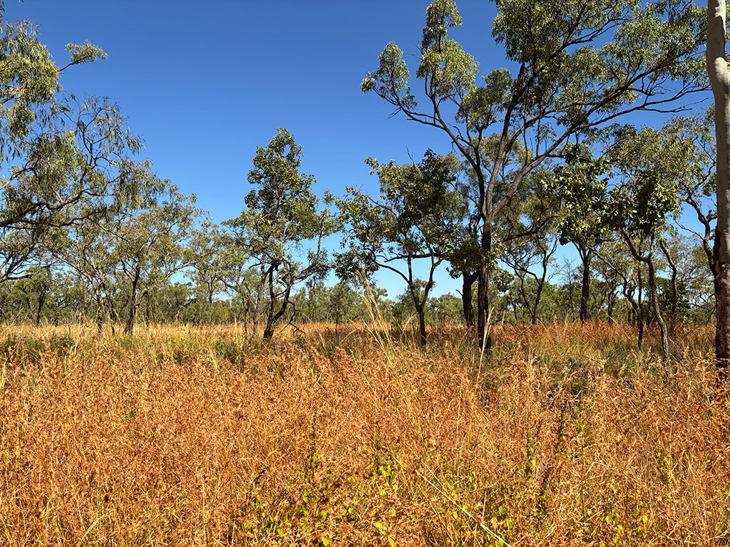 Undara Lava Tubes - Savannah