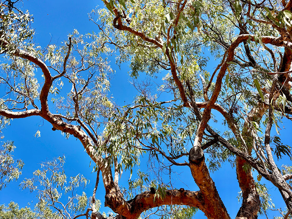 Undara Lava Tubes - Trees