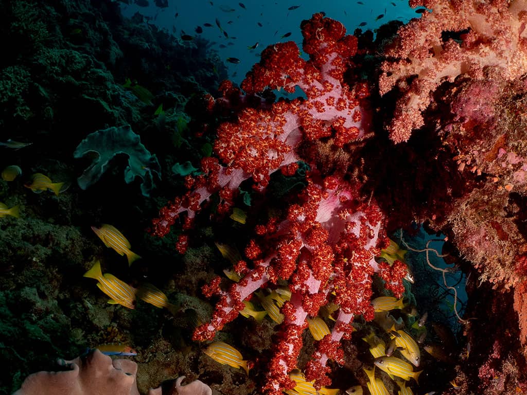 Upolu Reef Coral