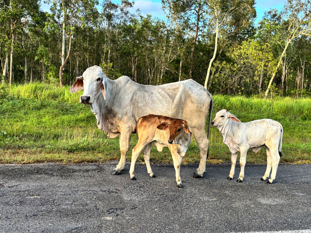 Wallaman Falls - Cows