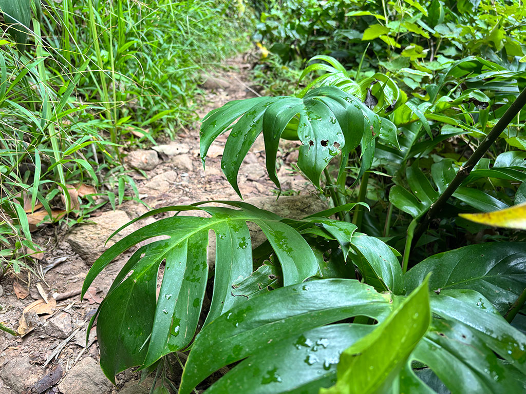 Wallaman Falls - Path Bottom