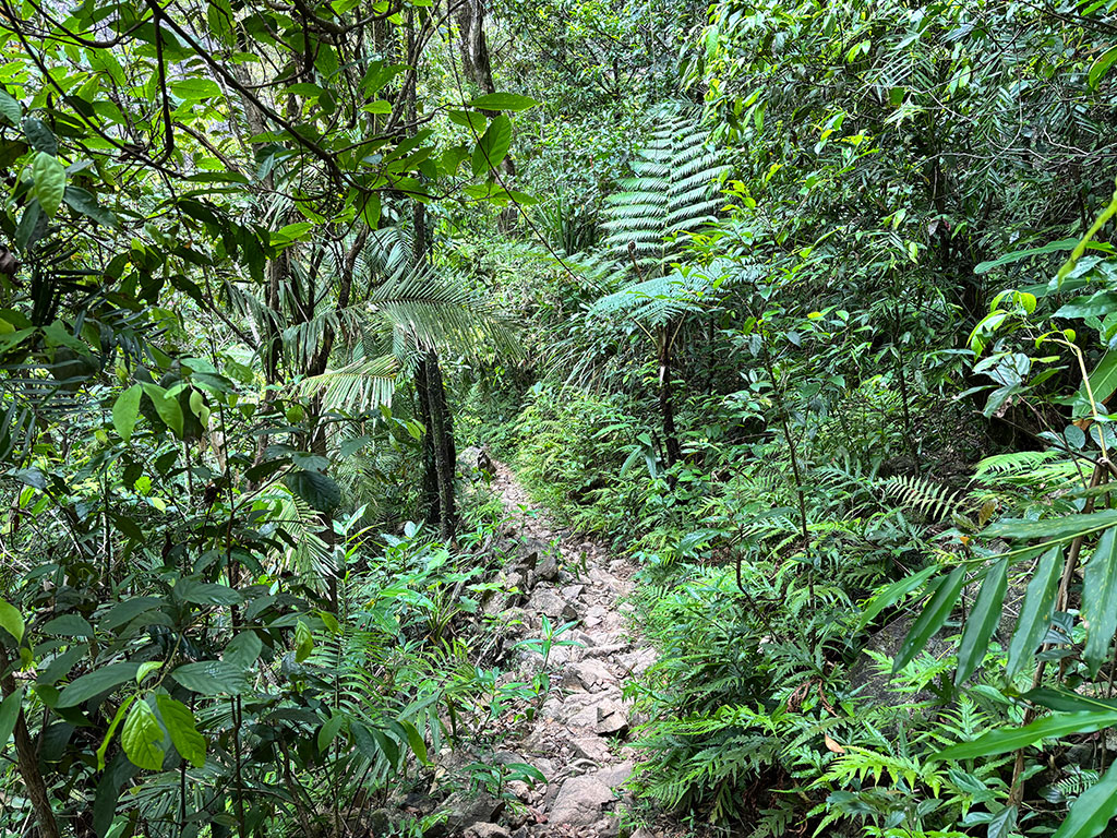 Wallaman Falls - Path