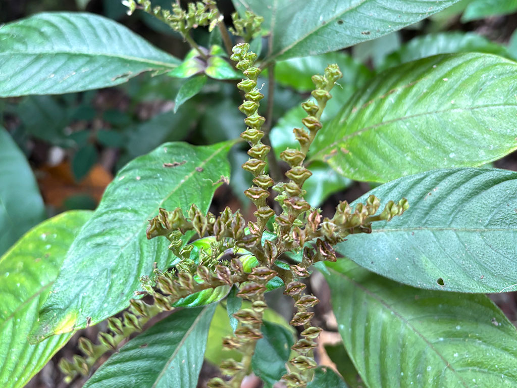 Wallaman Falls - Plants
