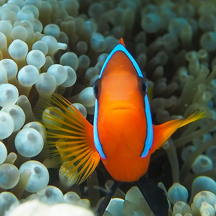 Wavelength Tour - Anenome Fish