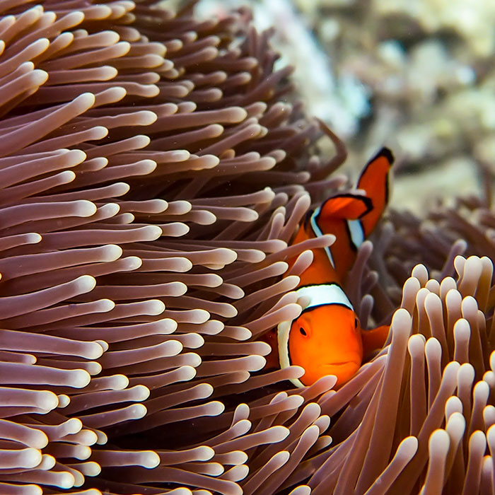 Wavelength Tour - Clown Fish