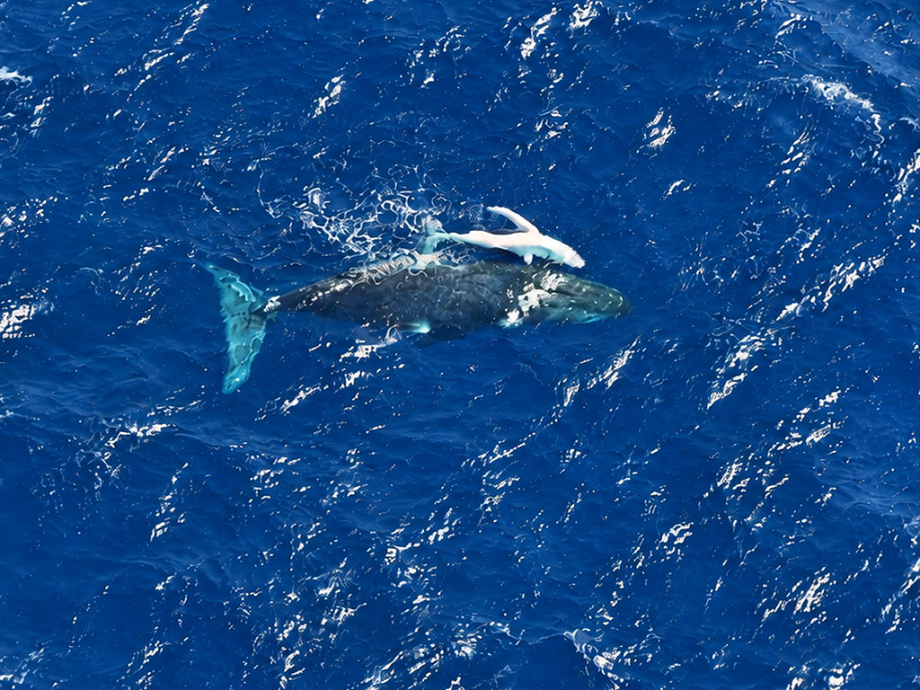Whale and Calf Cairns