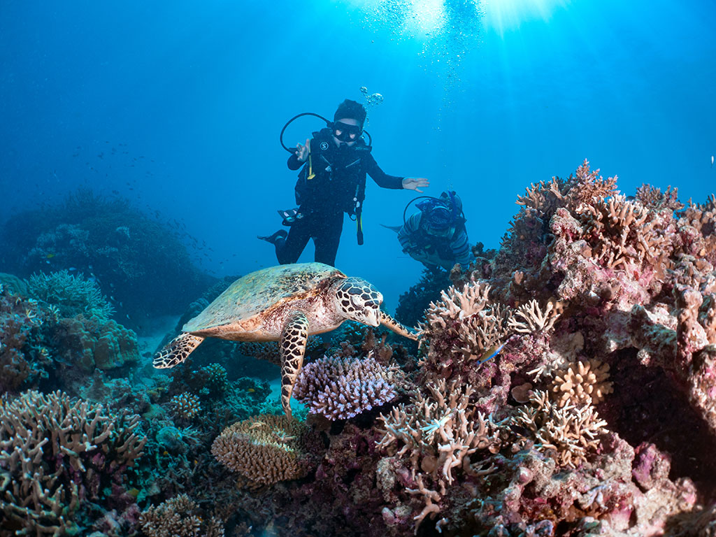Where to see Turtles Cairns